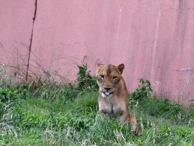 Muerte de tres leonas en el Zoo de Tama por altas temperaturas
