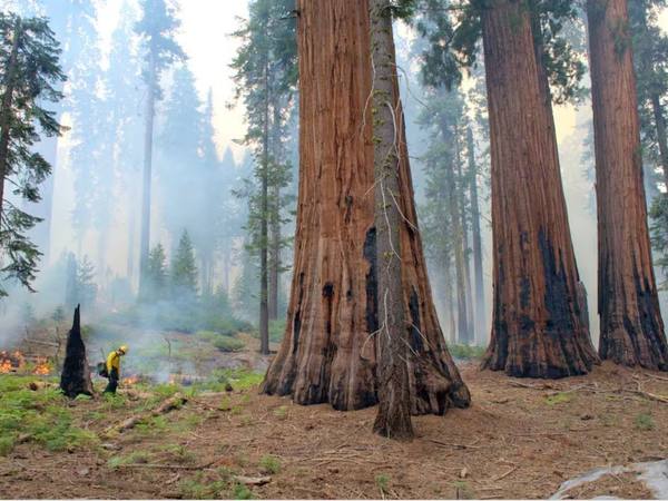 NASA: quemas controladas aumentan supervivencia de secuoyas gigantes