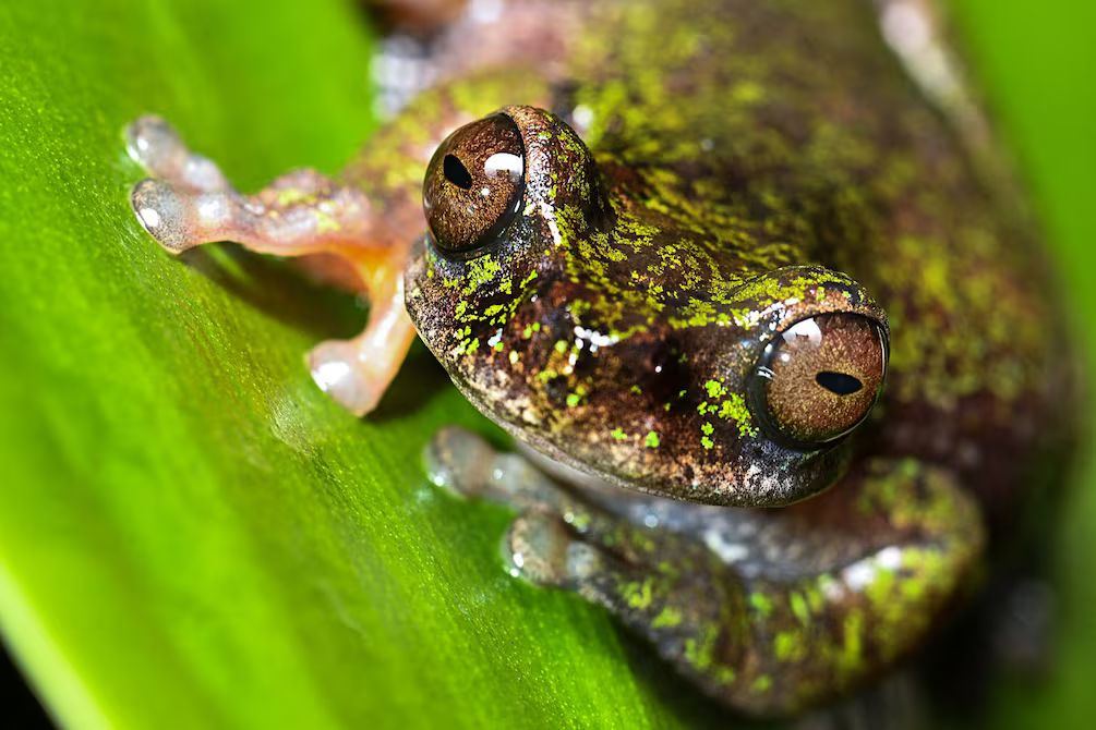 Rana cafetera recién descubierta en Costa Rica mide menos de 4 cm