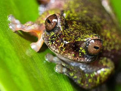 Rana cafetera recién descubierta en Costa Rica mide menos de 4 cm