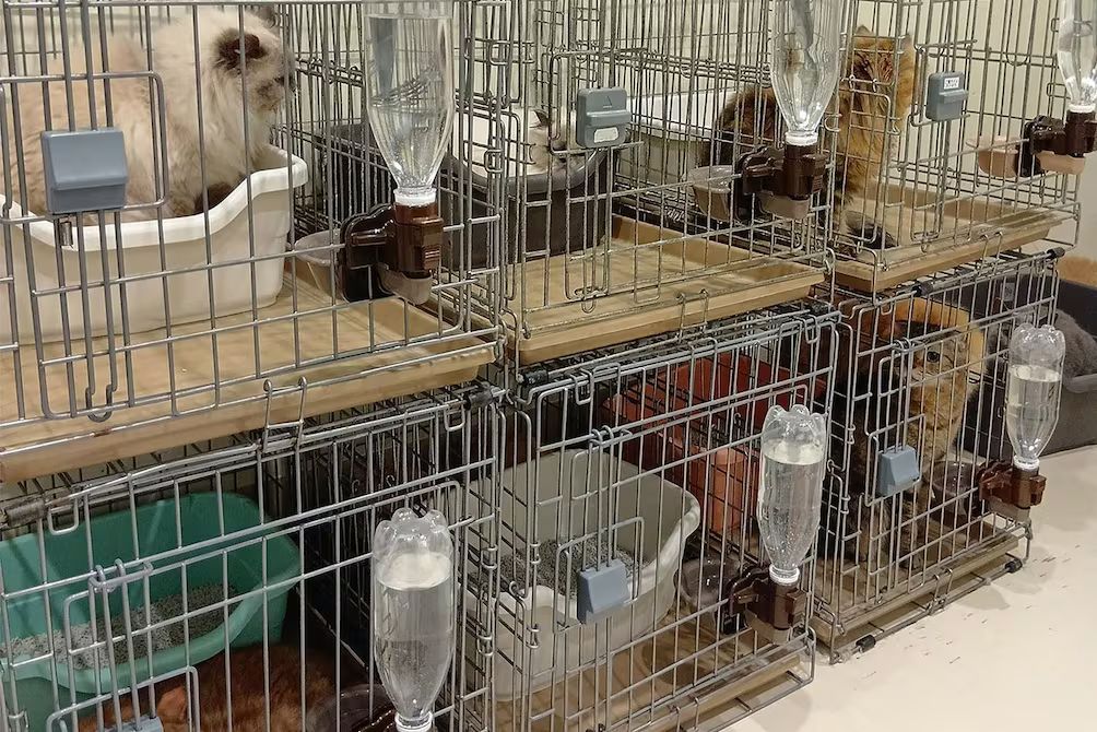 Rescatan a 25 gatos en Japón tras terremoto en Aeon de Kashima