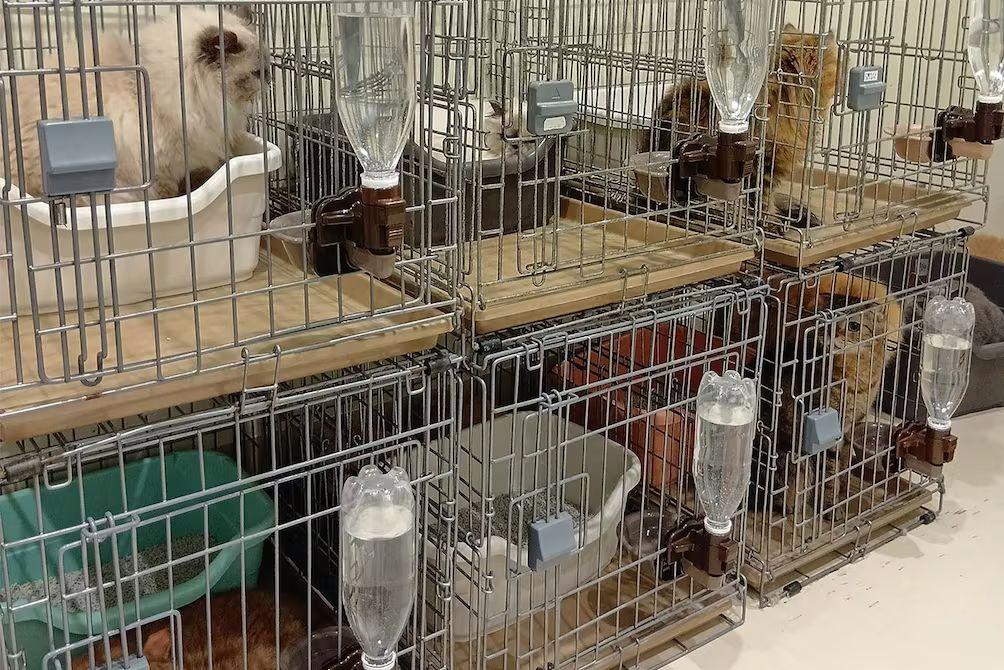 Rescatan a 25 gatos en Japón tras terremoto en Aeon de Kashima