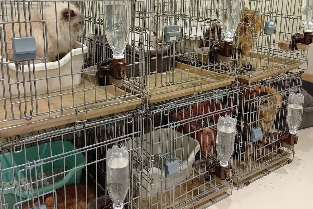 Rescatan a 25 gatos en Japón tras terremoto en Aeon de Kashima