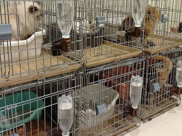 Rescatan a 25 gatos en Japón tras terremoto en Aeon de Kashima