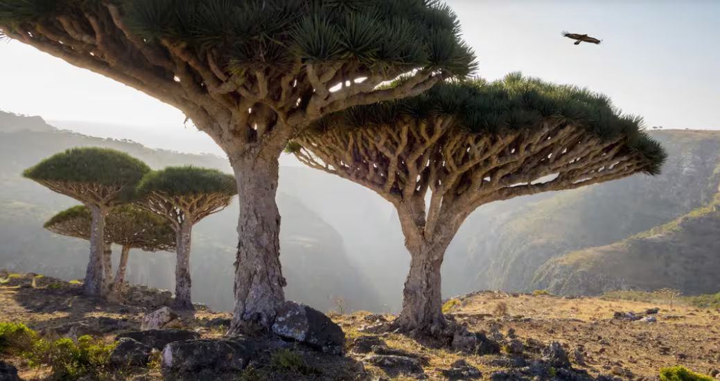 Socotra, Yemen: el archipiélago con 90% de reptiles únicos