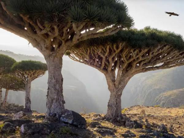 Socotra, Yemen: el archipiélago con 90% de reptiles únicos
