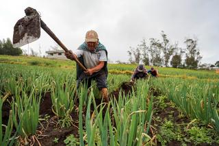 Subsidios al pequeño campesino en Ecuador: urgencia de política agropecuaria